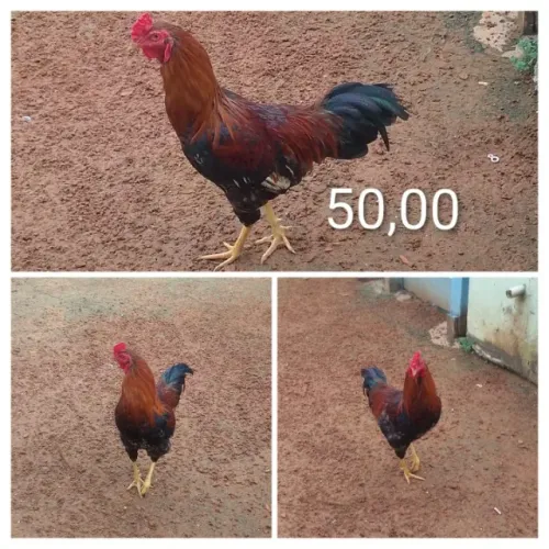 FRANGOS CAIPIRA PURO.