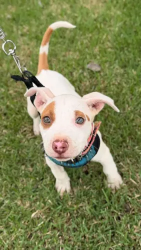 Vende se pitbull 