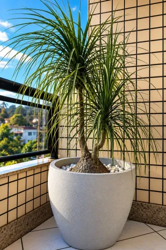 Pata-de-Elefante Grande 1,80 m com Vaso - Planta Adulta ( 10 anos )