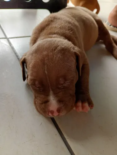 Pitbull