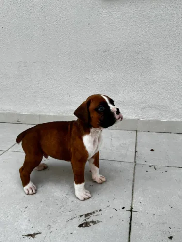 Filhote de Boxer pedigree CBKC