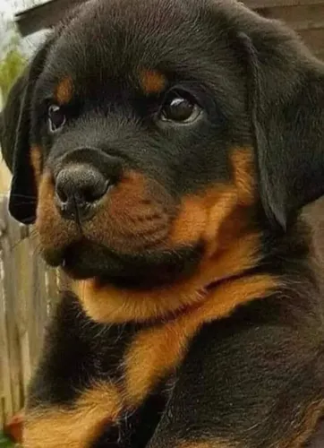 Rottweiler cabeça de touro ¿ Pacotinhos de amor para você 
