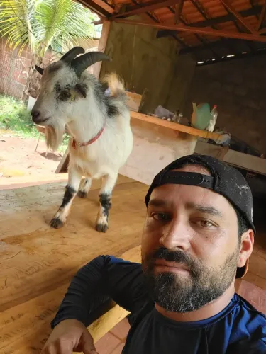 Mini cabrito adulto reprodutor