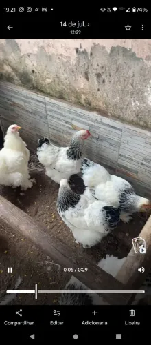 Galinhas Brahma light
