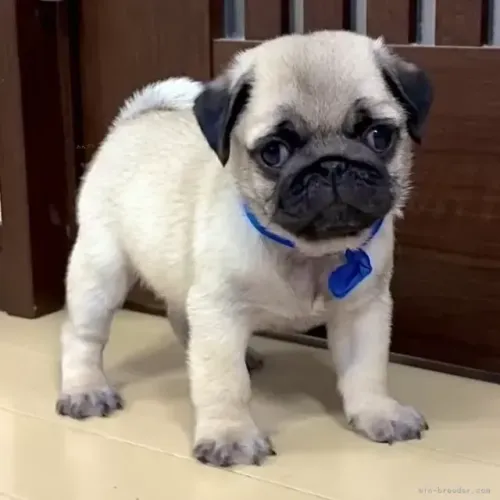 Cãozinho pug linhagem selecionada dócil e saudável ativa para o lar