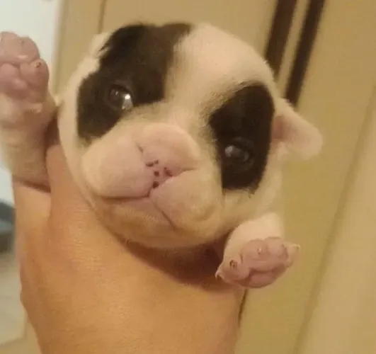 Buldogue francês 