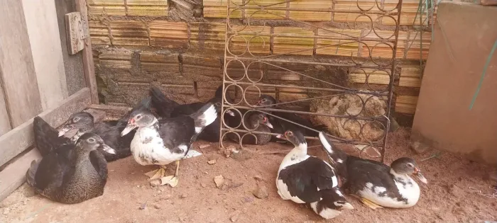 Patos 