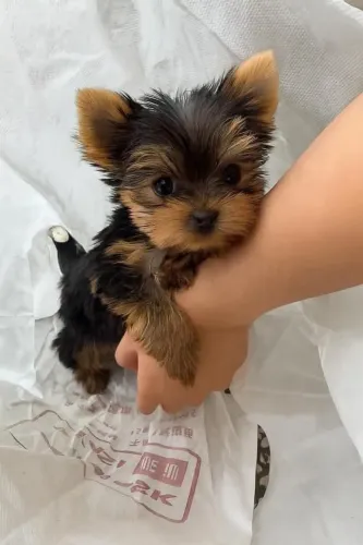Fihote de Yorkshire Terrier queridinho