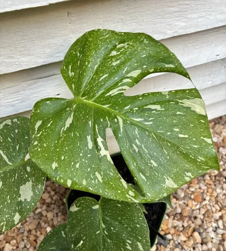 Costela de Adão variegada ?Thai constellation?