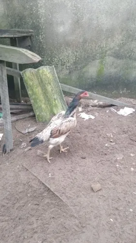 Aves cariocas