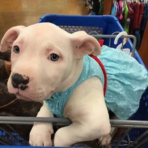Filhotes Pitbull/ Pit Monster saudáveis e brincalhões