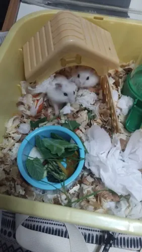 Lindos bebês hamster tratados em casa
