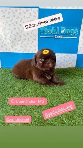 Shihtzu exóticos machinho e feminha disponível