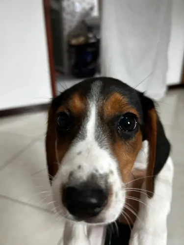 Beagle tricolor fêmea com 53 dias de nascido