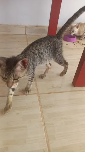 doa-se gatinho abandonado