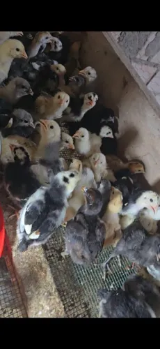Vende se pintos caipira melhorados