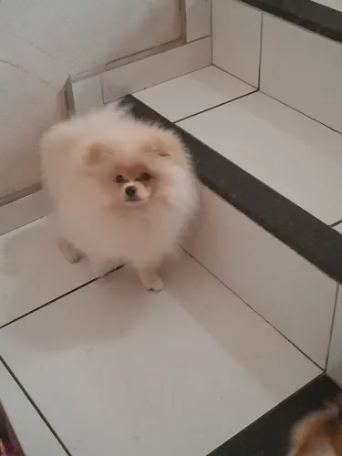 Vende-se filhote de lulu macho 