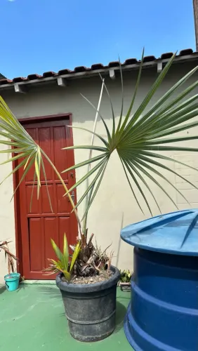 Palmeira Azul