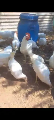 Galinha Legorne poedeira