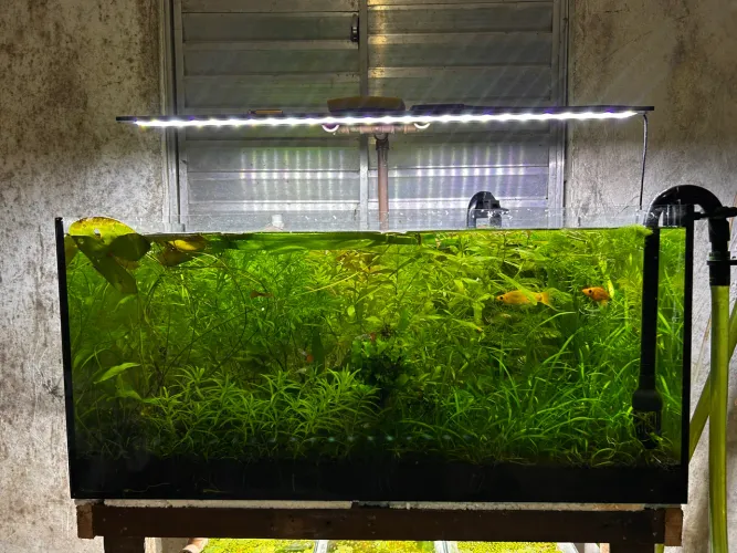 Aquário plantado
