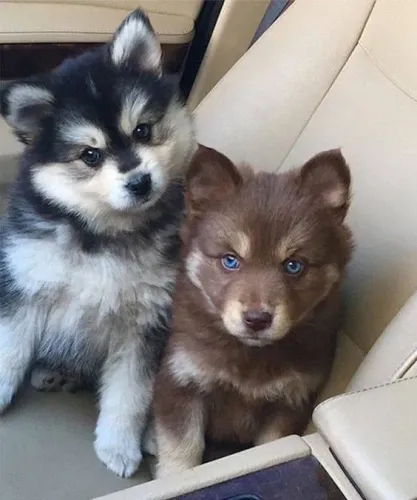 Filhotes De Husky Siberiano - Filhotes Sociáveis E Amigáveis