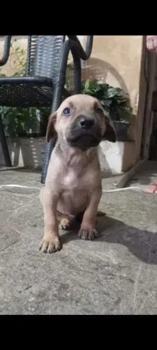 Príncipe e rainha para uma adoção responsável