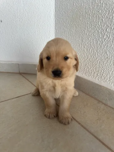 Filhotes de Golden Retriever