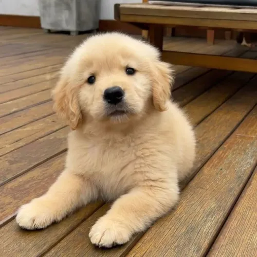 Golden Retriever pronto para novo dono