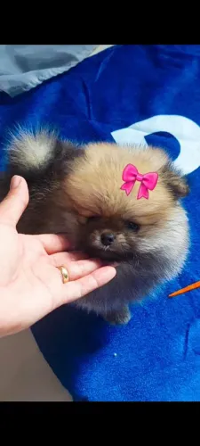 Filhotes de spitz alemão anão