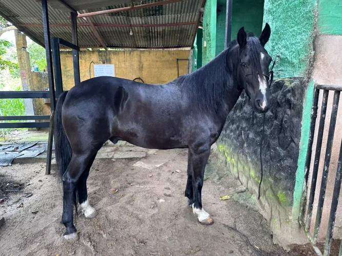 Cavalo Preto