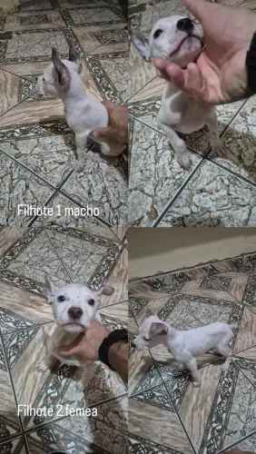 FILHOTE DE AMERICAN BULLY COM PITBULL 