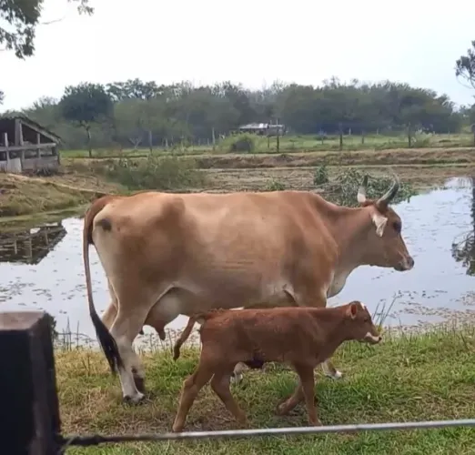 Vendo vaca com terneira fêmea 
