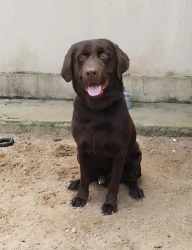 Labrador macho 10 meses