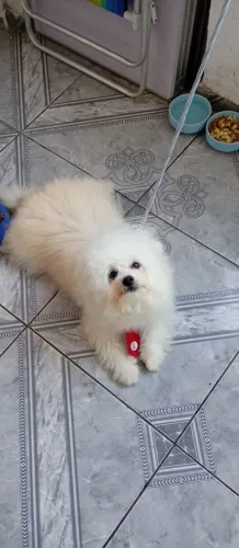 Lulu da palmerania (Spitz Alemão).