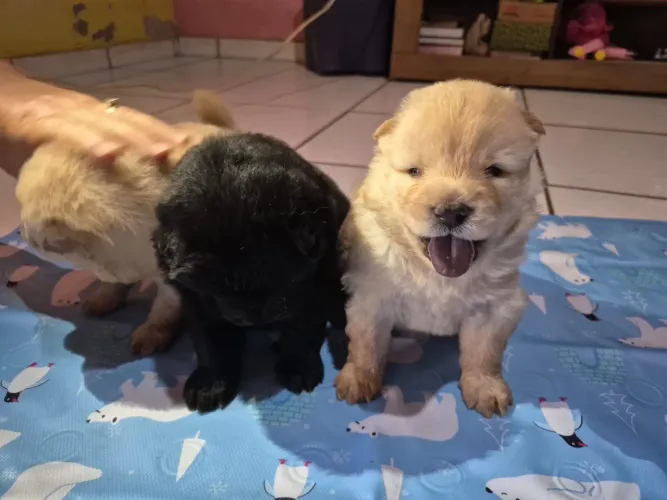 Filhote da raça CHOW CHOW