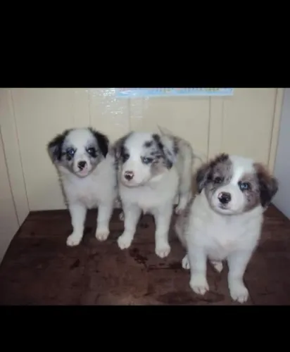 Filhotes de Border Collie Merle
