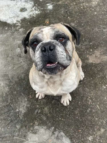 Buldogue Campeiro puro para adoção 