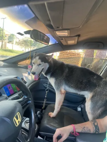 Doação responsável de Husky siberiano