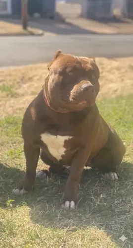 Filhotes America bully