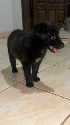 Vendo filhote de Boder Collie