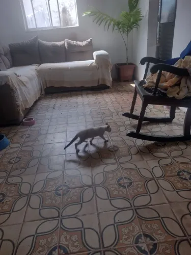Doações de gatos