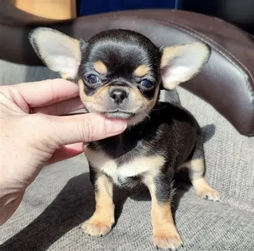 Micrinho chihuahua de bolsa