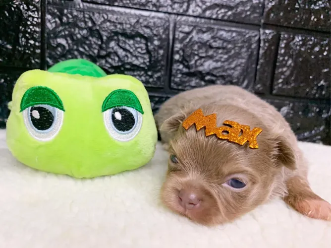 Chihuahua