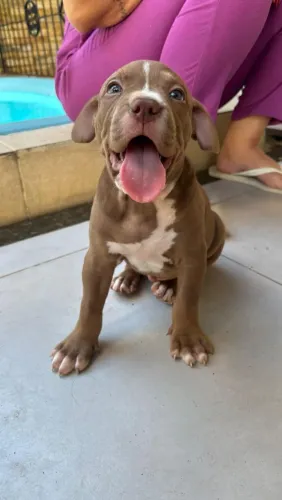 Amrican bully Classic muito lindo Pais presentes...