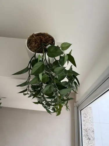 Vaso de Cerâmica Branco Brilho 10cm + Planta Pendente Eucalipto | Decoração