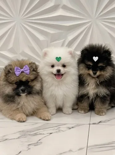 Spitz Alemão I Oportunidade fim de mês !!