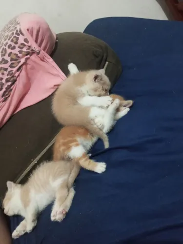 Vendo filhotes de gato persa com angora