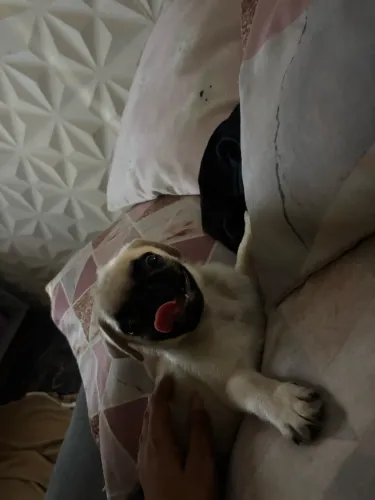 Filhotes de Pug macho com vacinas em dias 