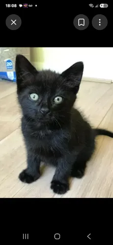 Gatinha femea 45 dias ka come ração pretinha olhos claro