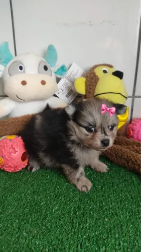 Lulu da pomeranea anão com 60 dias vacinada fêmea